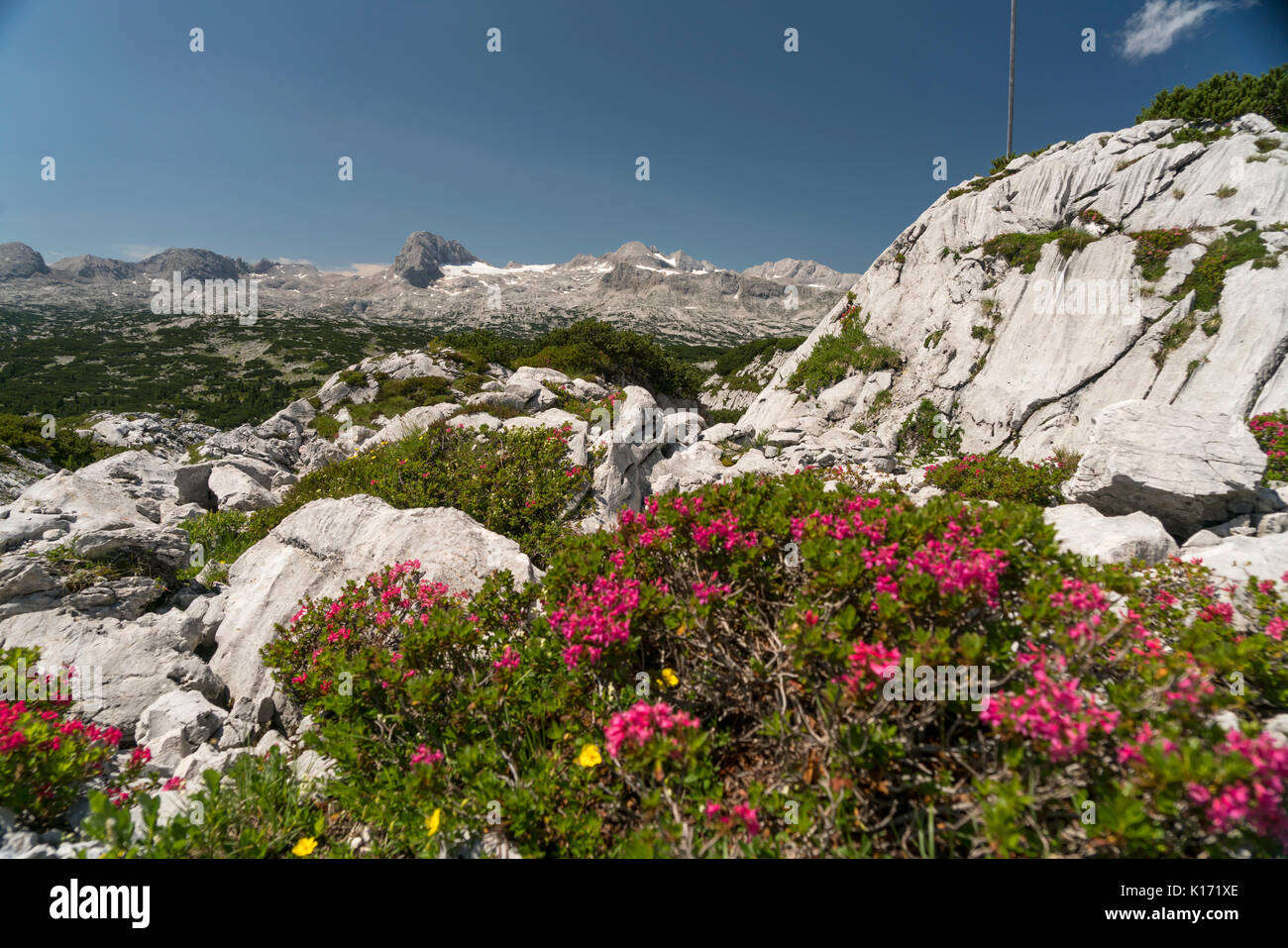 Bewimperte Alpenrose (Rhododendron hirsutum),  Dachsteingebirge, Salzkammergut,  Österreich   |  Rhododendron hirsutum, hairy alpenrose, Dachstein mas Stock Photo