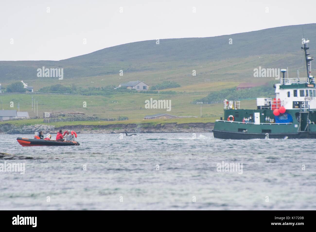 Orcas off shore in shetland Stock Photo