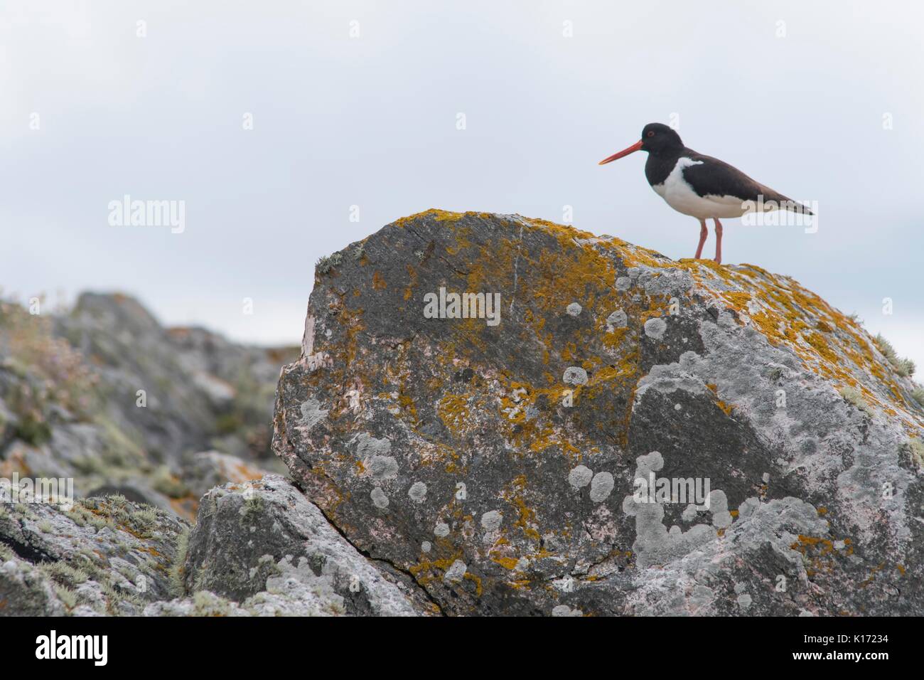 Oystercatcher on rock Stock Photo Alamy