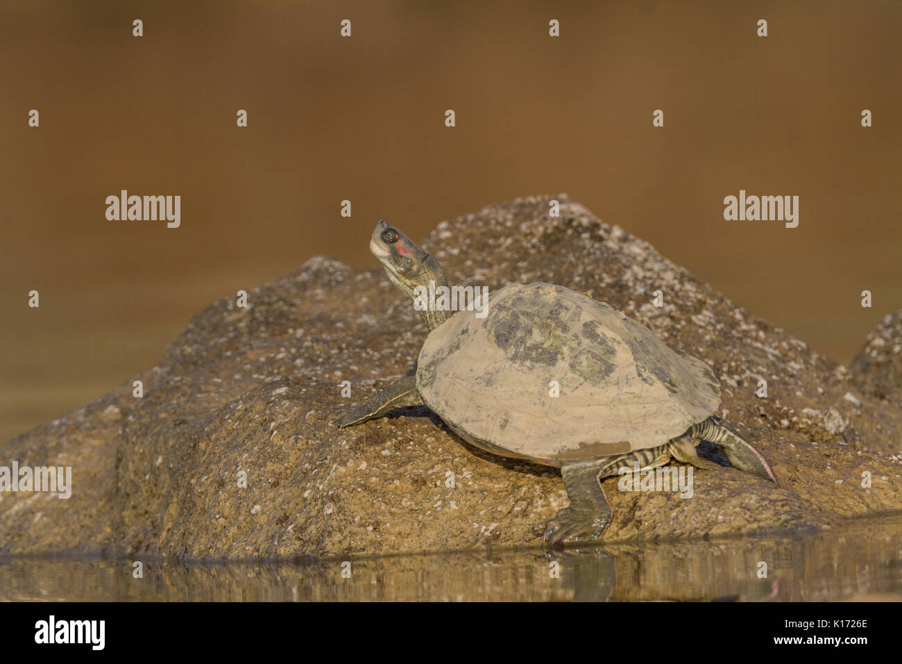 Indian Red-Crowned Roof Turtle (Batagur kachuga) in the Chambal River near Dholpur, Rajasthan. Stock Photo