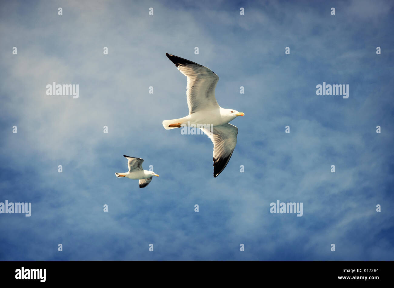 Seagull accompanying the ferry Stock Photo