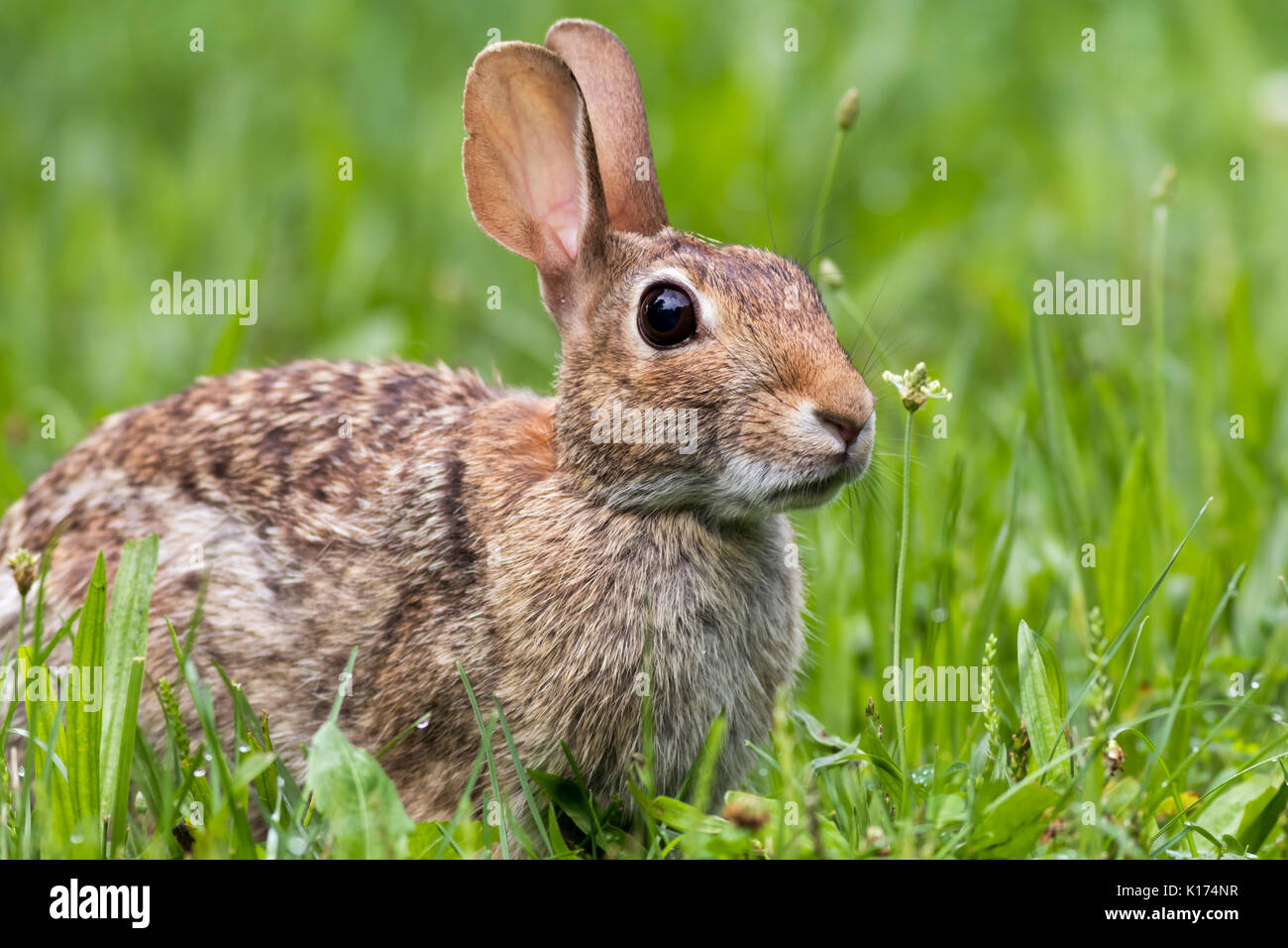 Adorable Eastern Cottontail (Sylvilagus Floridanus) rabbit at dusk