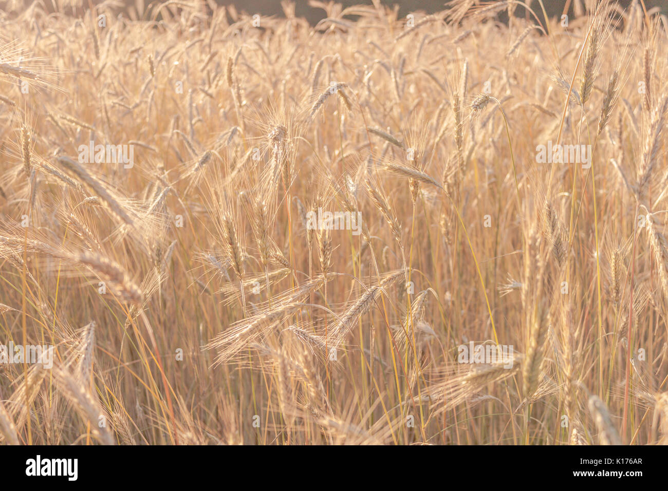 Wheat field in late afternoon summer sun ready for harvest Stock Photo