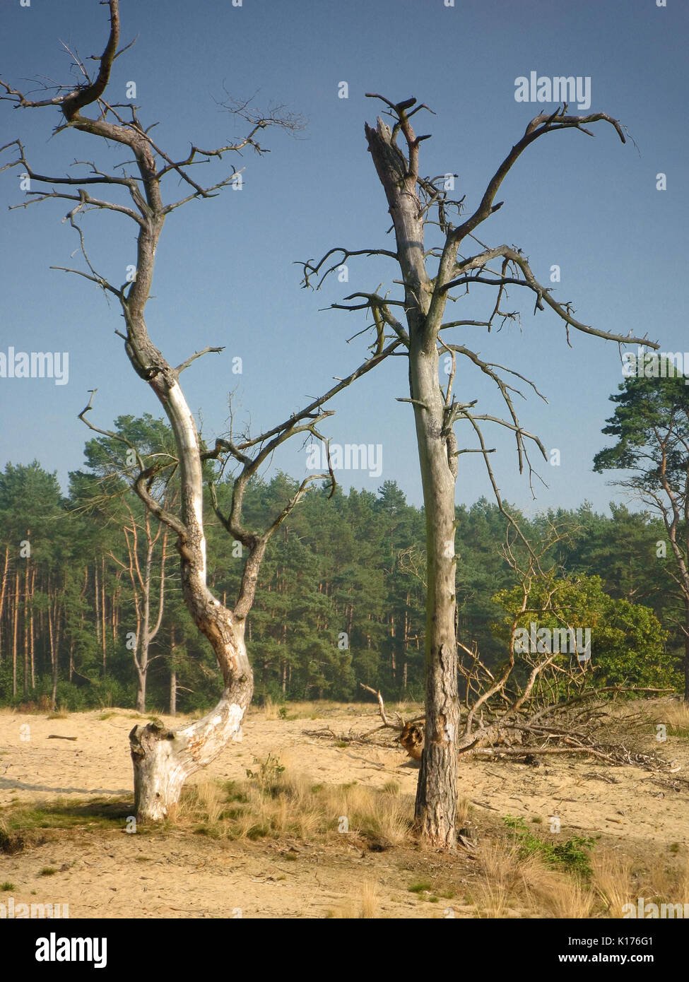 Rotten free hi-res stock photography and images - Alamy