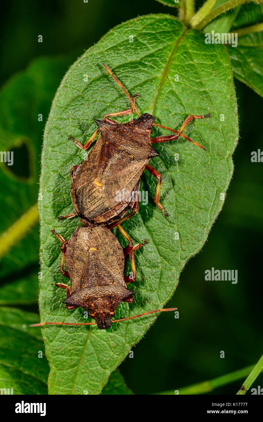 Spiked shieldbug Stock Photo