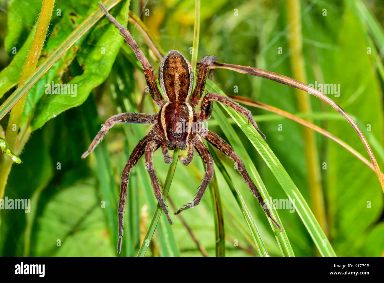 Grey Raft Spiders Hunter spider hi-res stock photography and images - Alamy