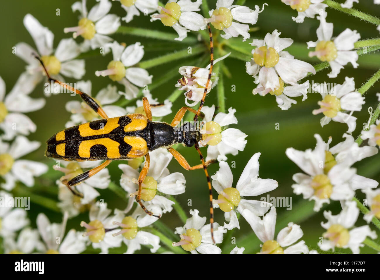 Spotted Longhorn Beetle Stock Photo