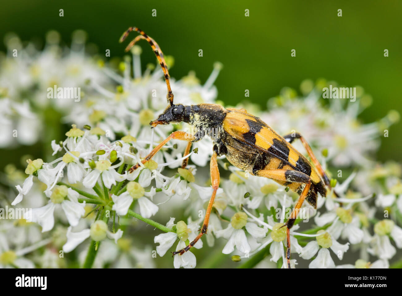 Spotted Longhorn Beetle Stock Photo
