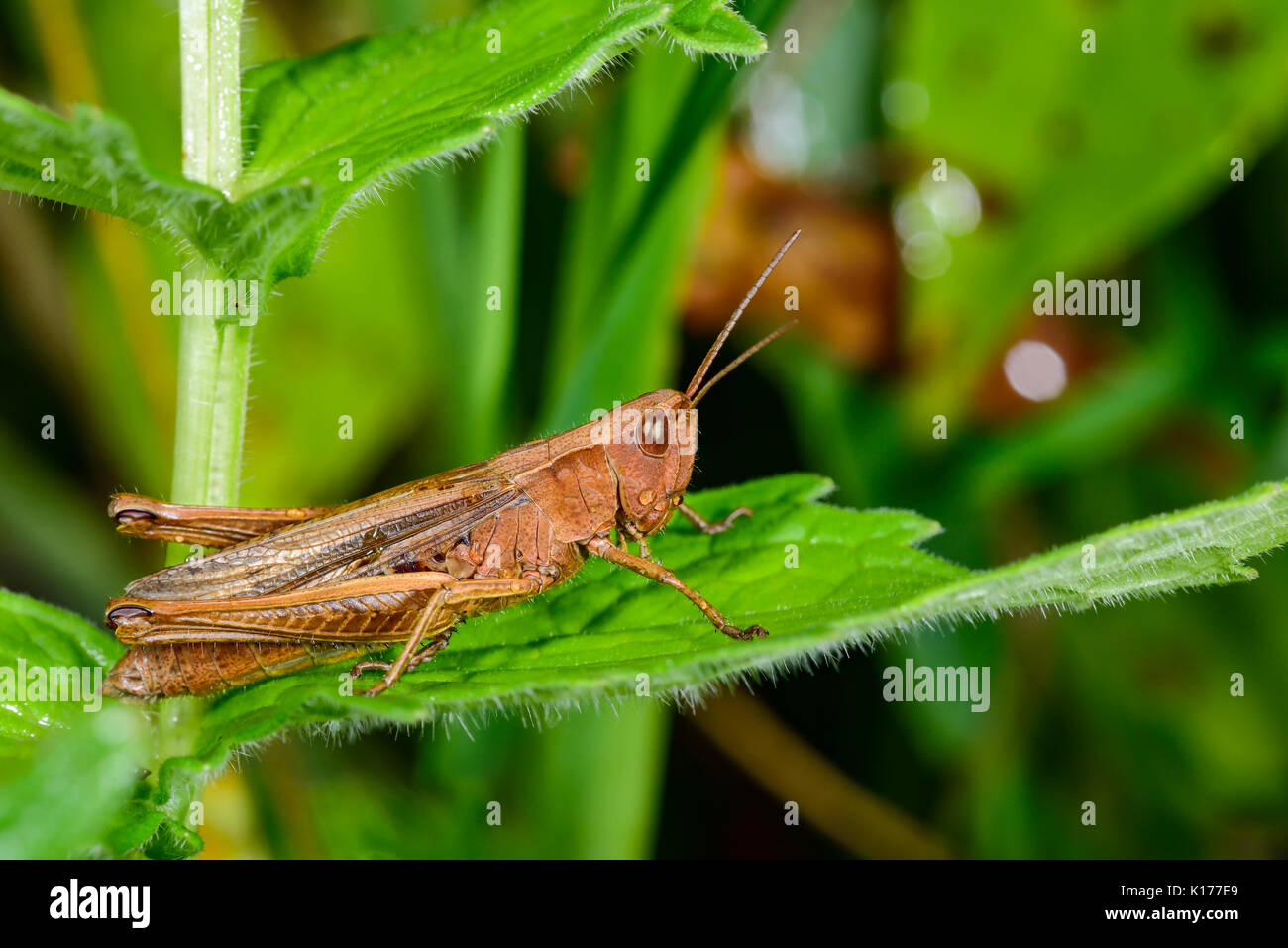 Iberian Field Grasshopper Stock Photo