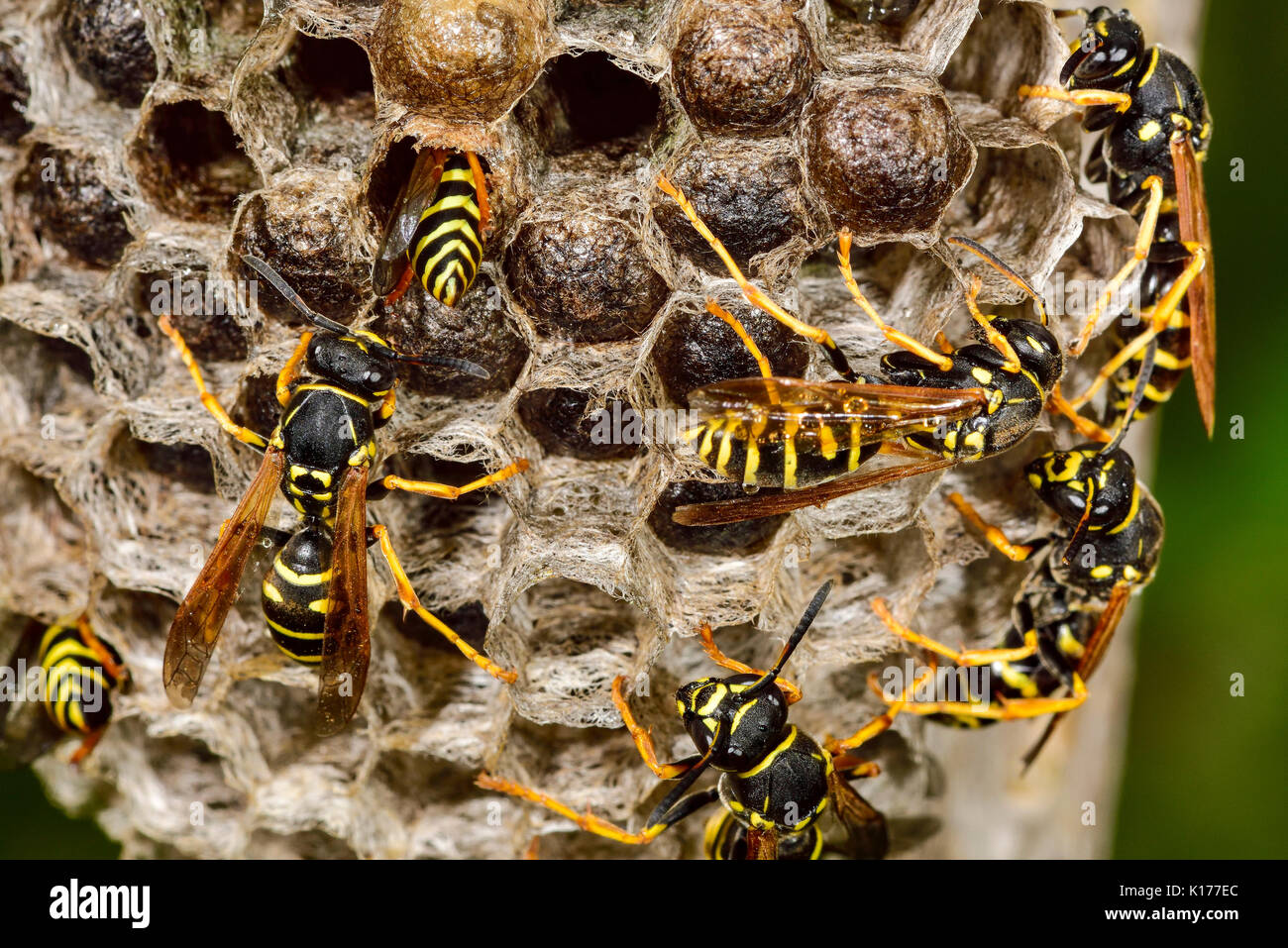 Common wasp Stock Photo
