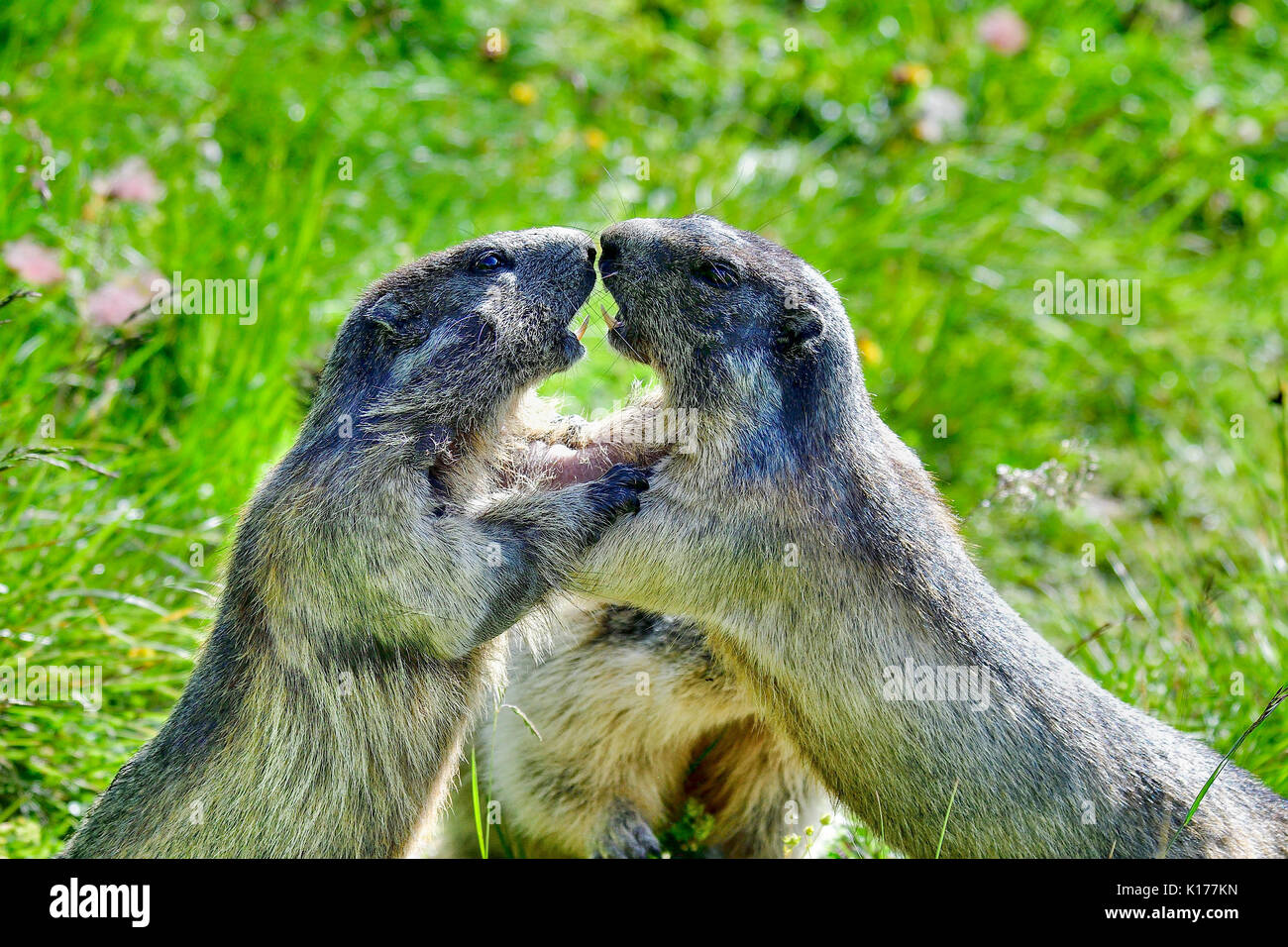Alpine marmots wrestling Stock Photo