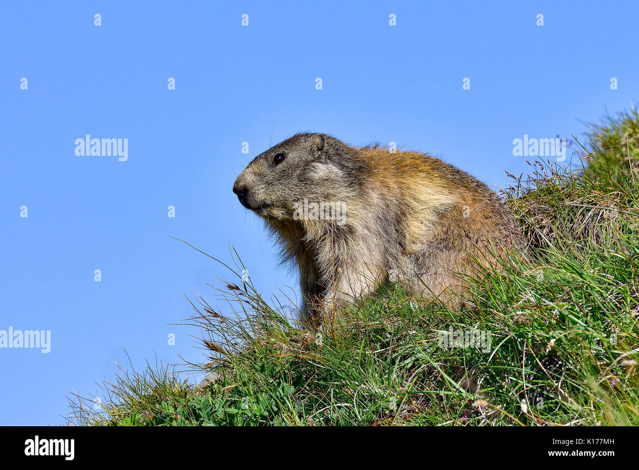 Adult rodent hi-res stock photography and images - Alamy