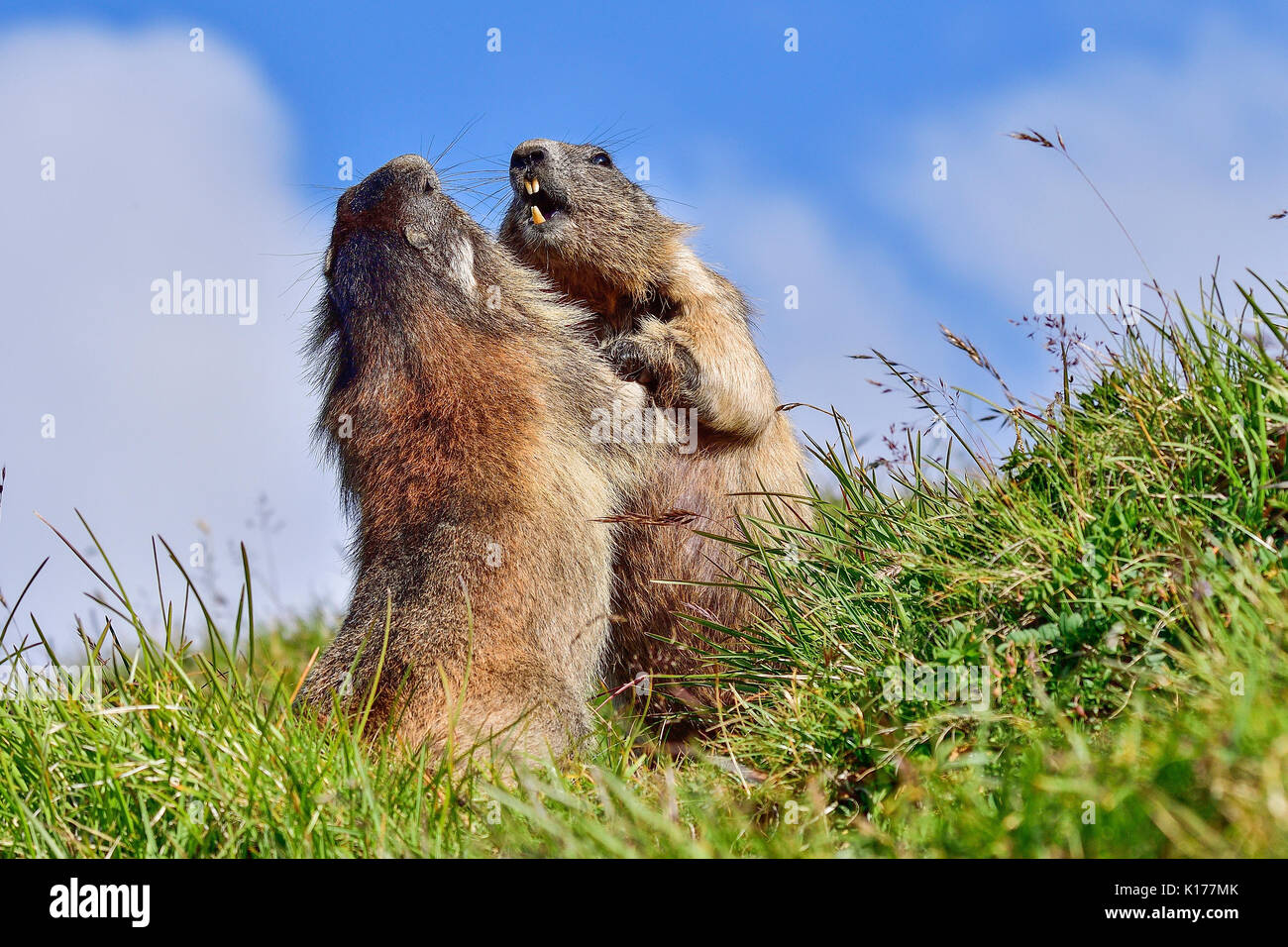 Alpine marmots wrestling Stock Photo