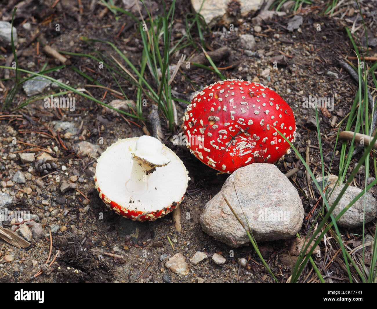 Fly Agaric mushrooms found in the Rocky Mountains in Colorado.  This type of mushroom is poisonous, Stock Photo