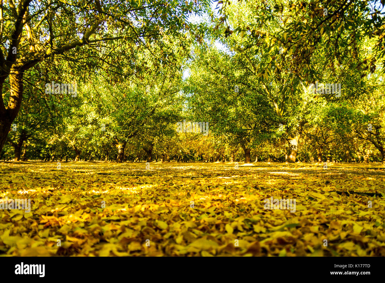 An almond orchard in late summer turns to a beautiful golden color as ...