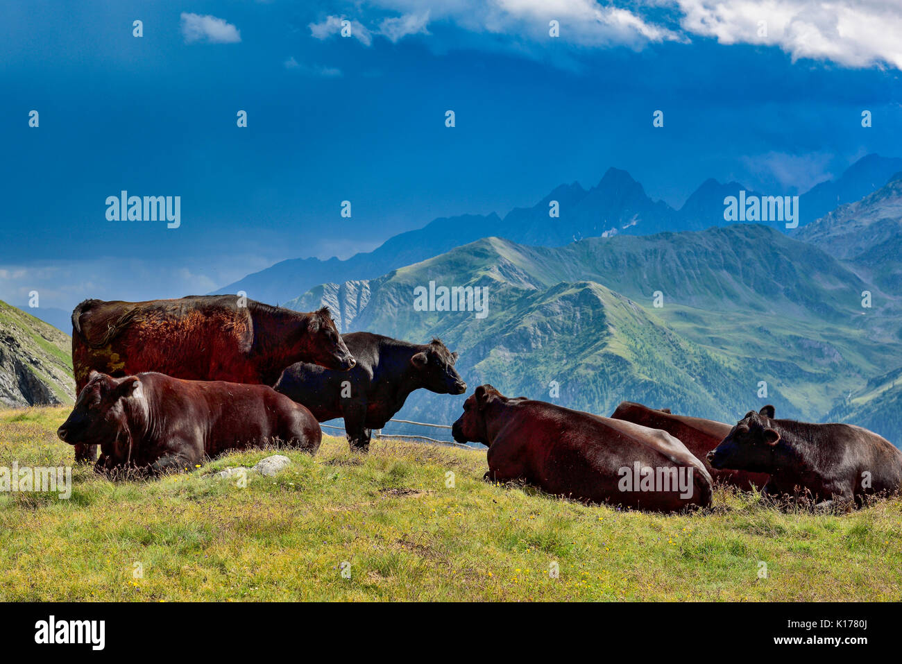 Alp Cows on the pasture Stock Photo