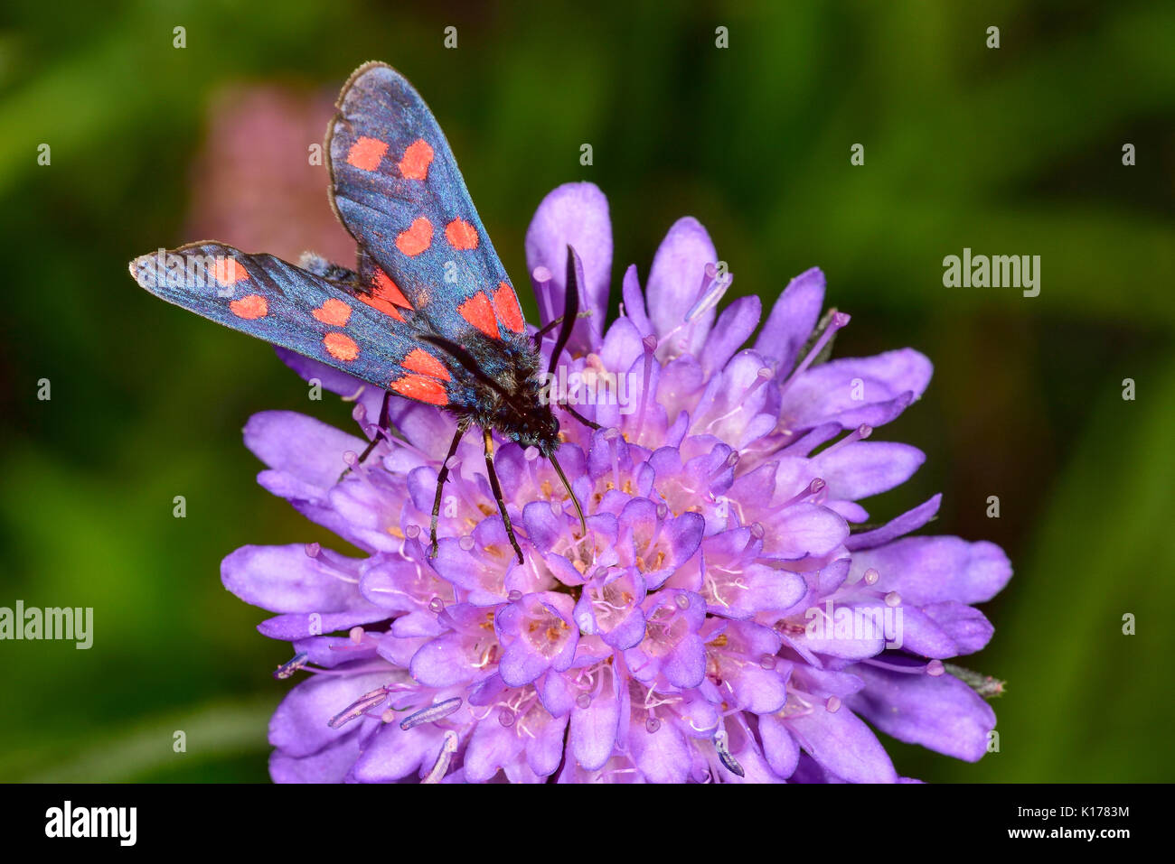 Six-spot Burnet Stock Photo