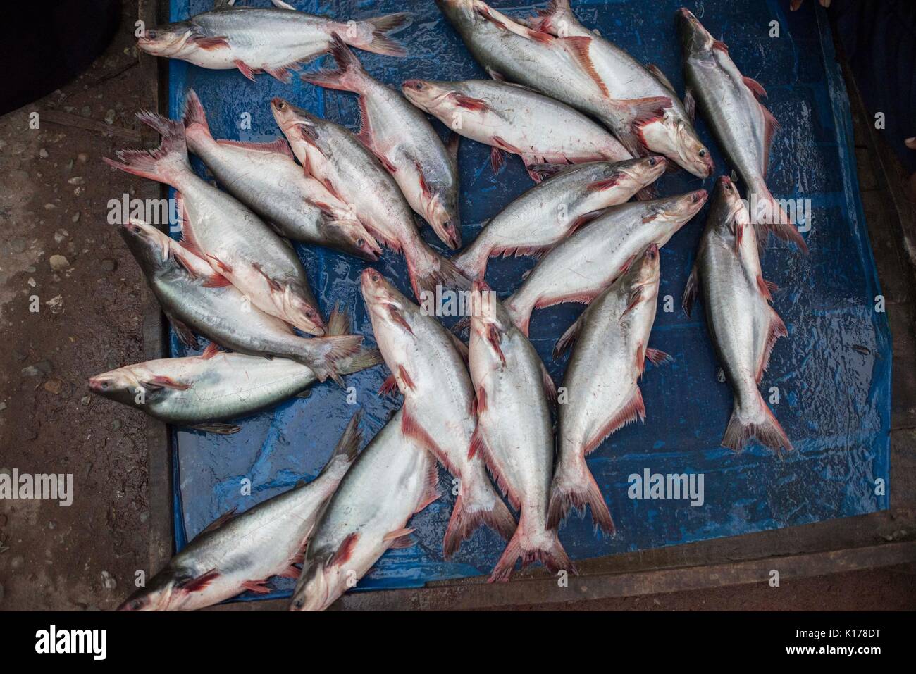 This fish is call pangas fish or in scientific name 'Pangasius'. Lots of this collect which are sold both local and foreign market. Stock Photo