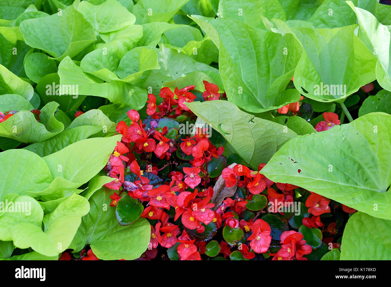 red begonia plant in sweet potato vine Stock Photo