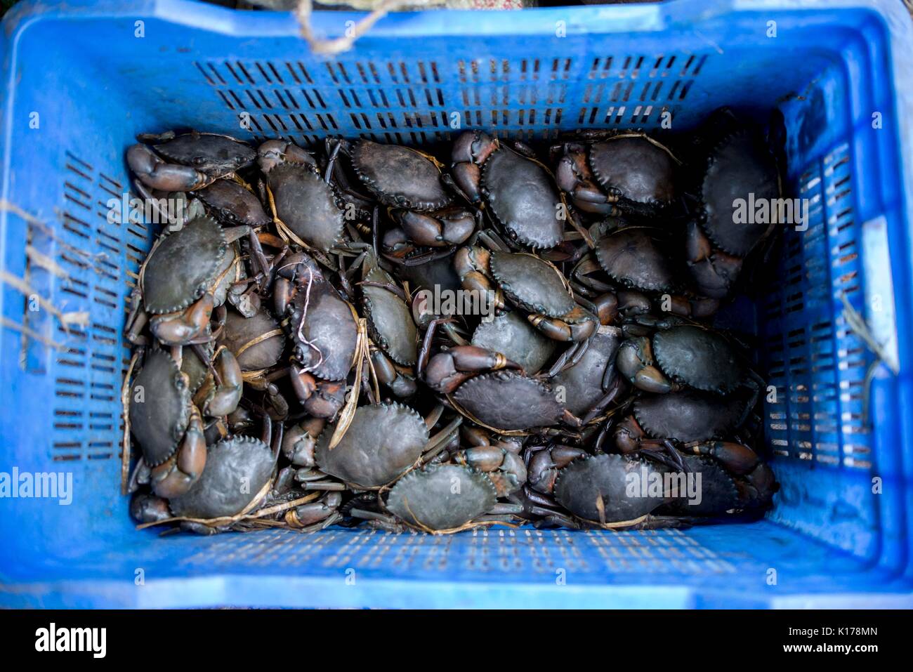 Crab are to sell for the local market and to export overseas. Stock Photo