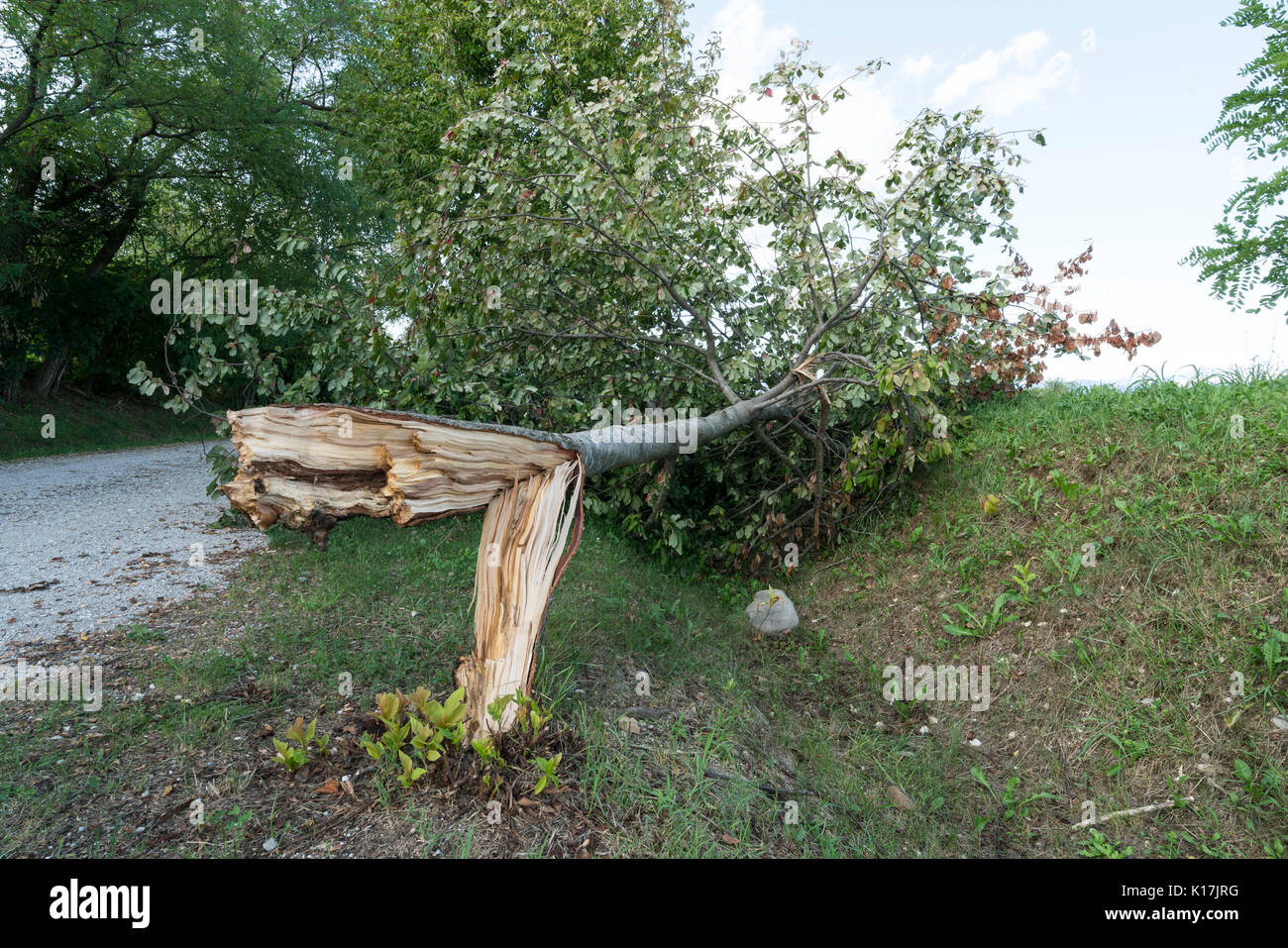 A tree torn by the wind during a violent storm Stock Photo