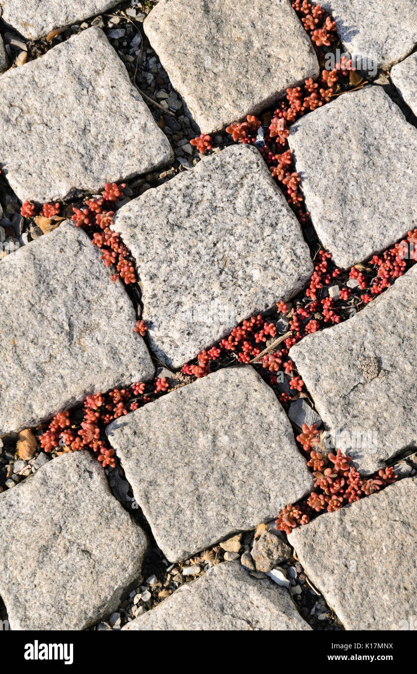 Stonecrop (Sedum) between cobblestones Stock Photo