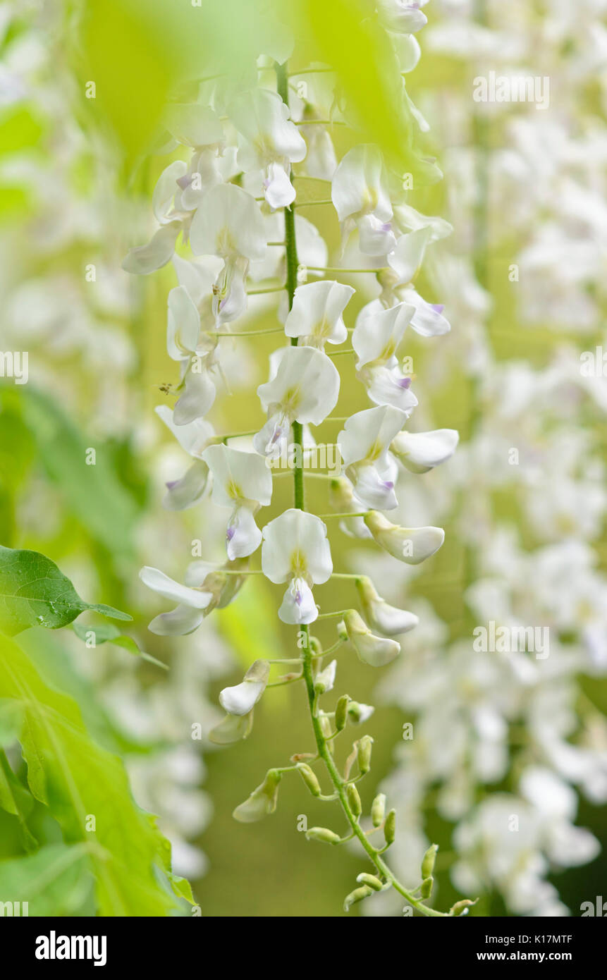 Japanese wisteria (Wisteria floribunda 'Alba') Stock Photo