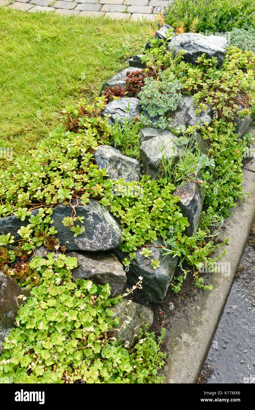 Rock garden with succulent plants Stock Photo