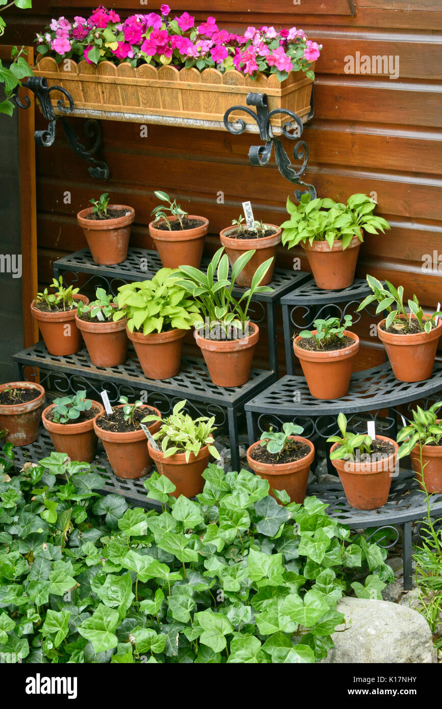 Plantain lilies (Hosta) in flower pots on a shelf. Design: Marianne and Detlef Lüdke Stock Photo