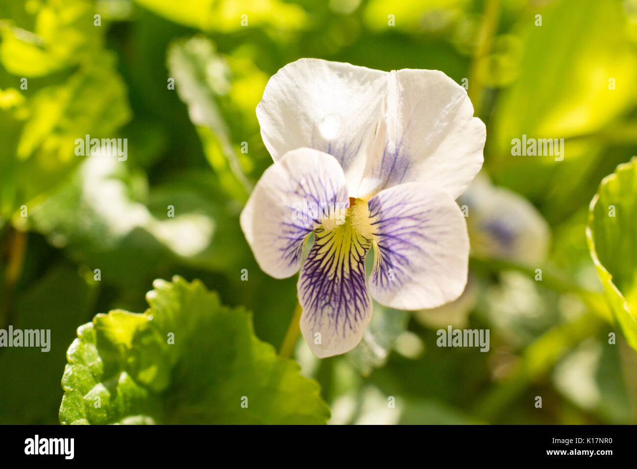 Common blue violet (Viola sororia) Stock Photo
