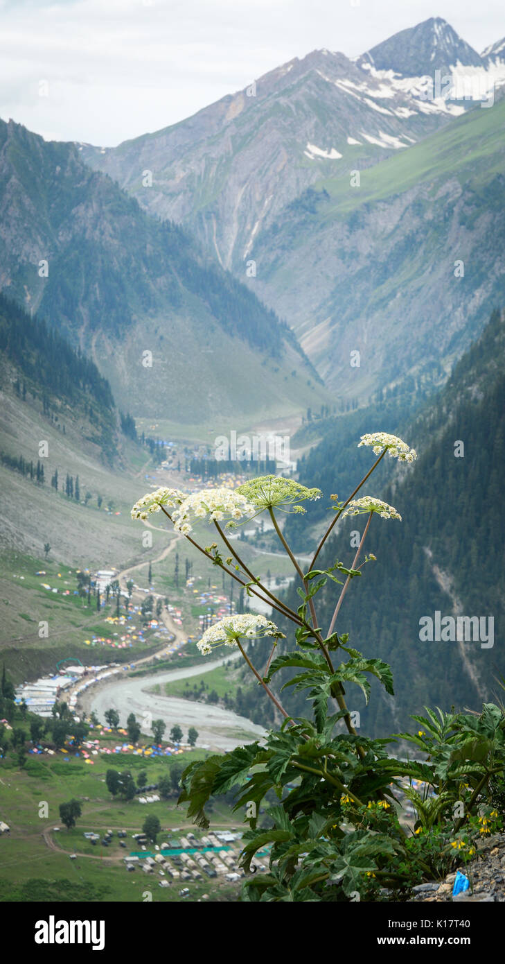 Kashmir Valley Flowers High Resolution Stock Photography and Images Alamy