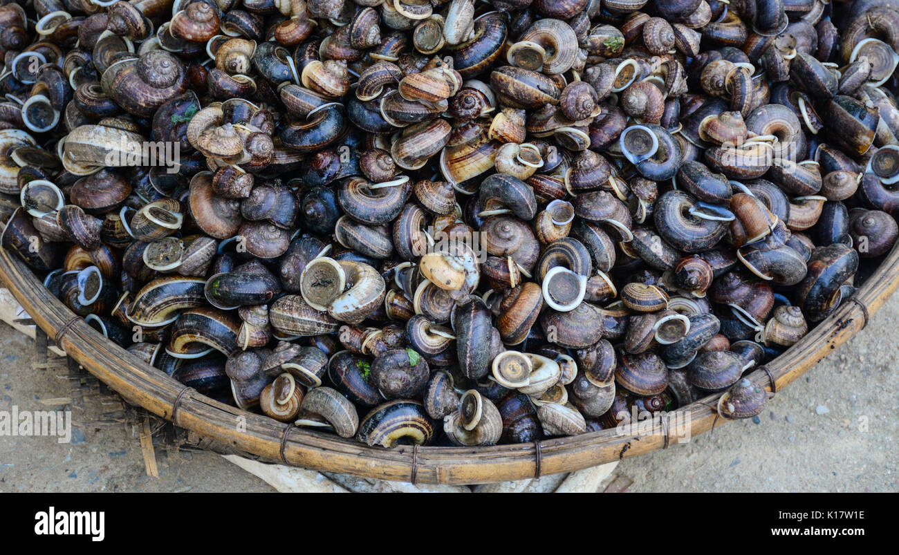 Snails for sale at the rural market. Close up Stock Photo Alamy