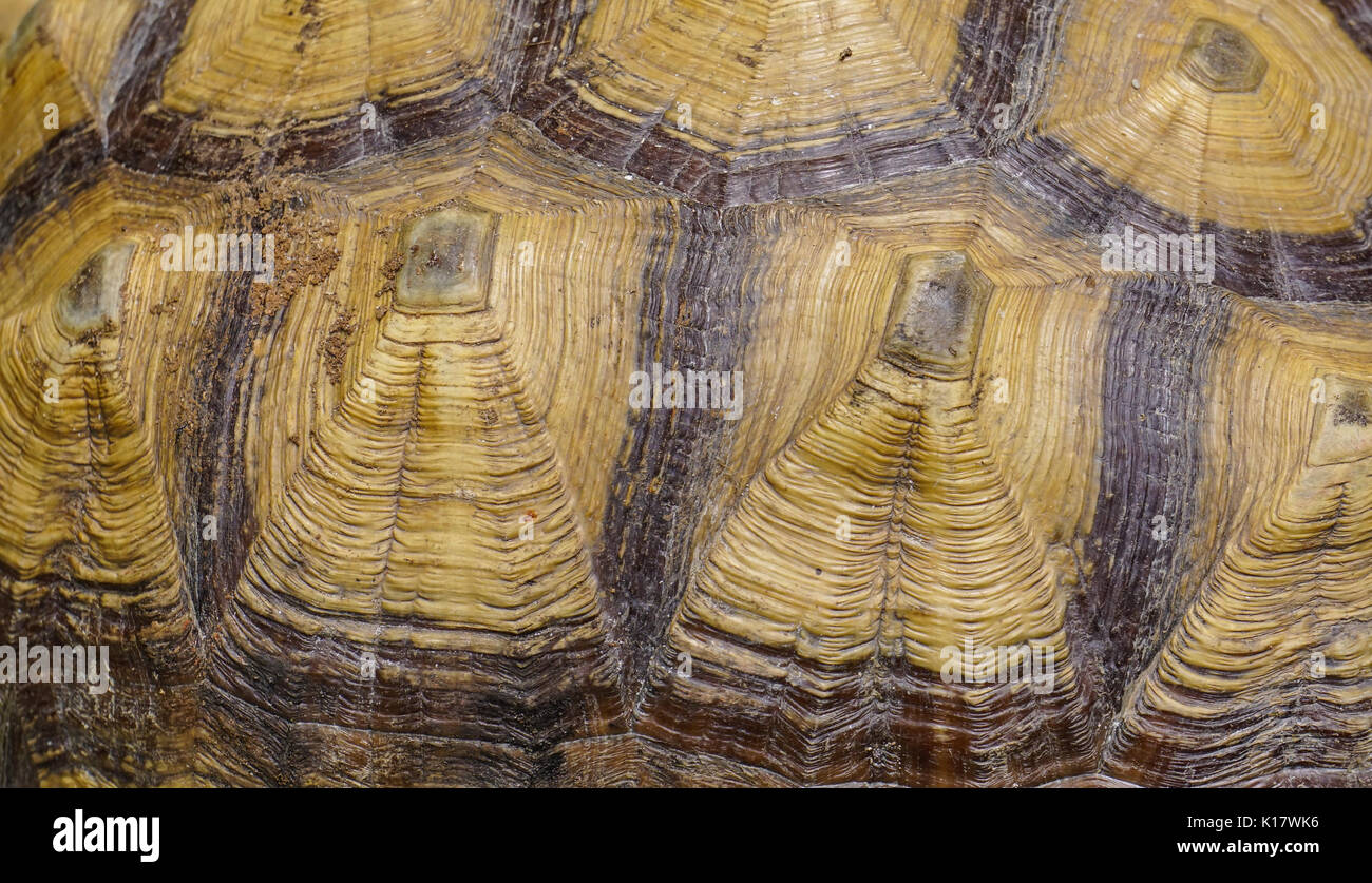 Large turtle shell texture beautiful background - close up Stock Photo ...
