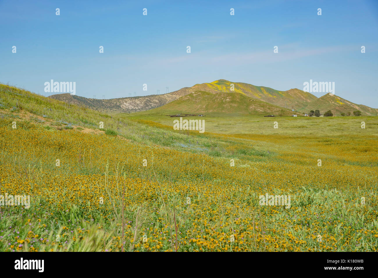 Fiddleneck amsinckia hi-res stock photography and images - Alamy