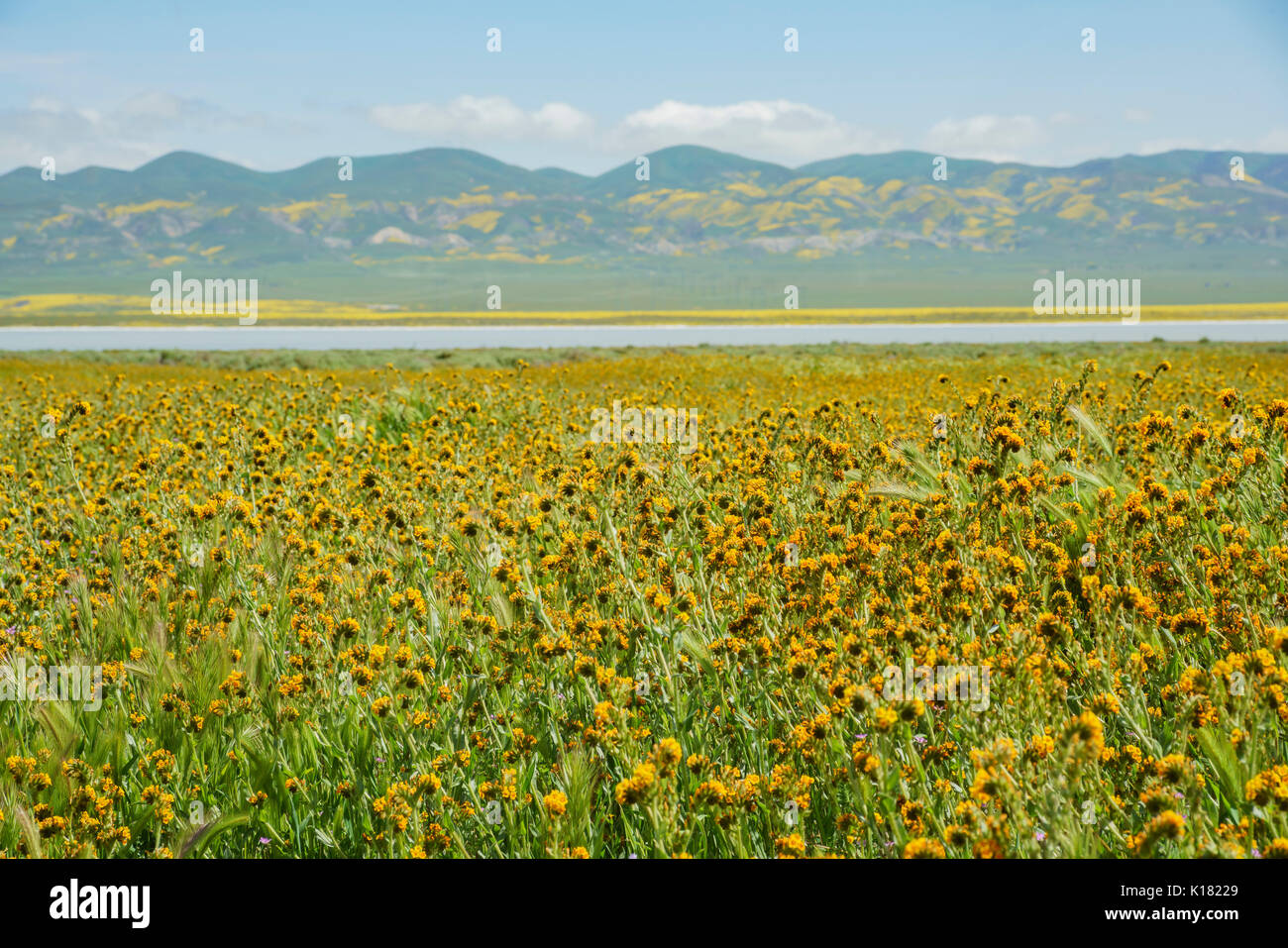 Beautiful yellow goldifelds blossom with Fiddleneck at Carrizo Plain ...