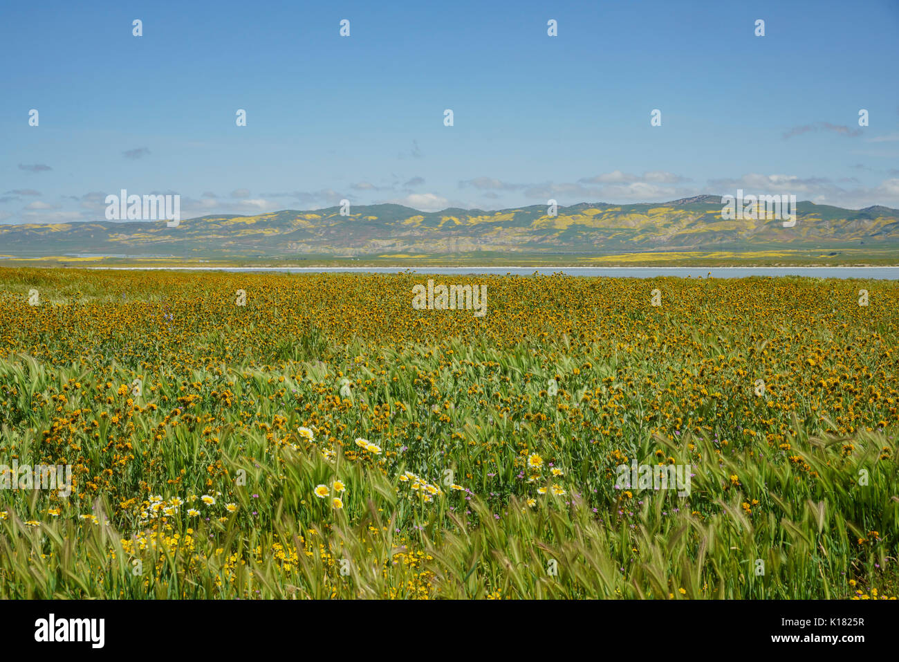 Beautiful yellow goldifelds blossom with Fiddleneck at Carrizo Plain ...