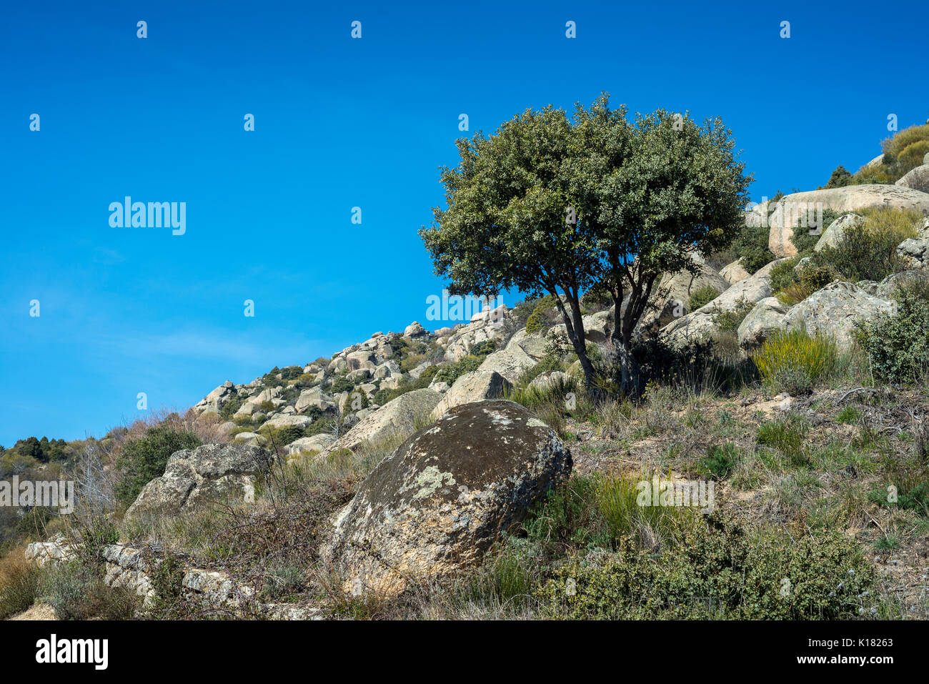 Holm Oak tree (Quercus ilex subsp. rotundifolia) in La Cabrera Range, Madrid, Spain Stock Photo