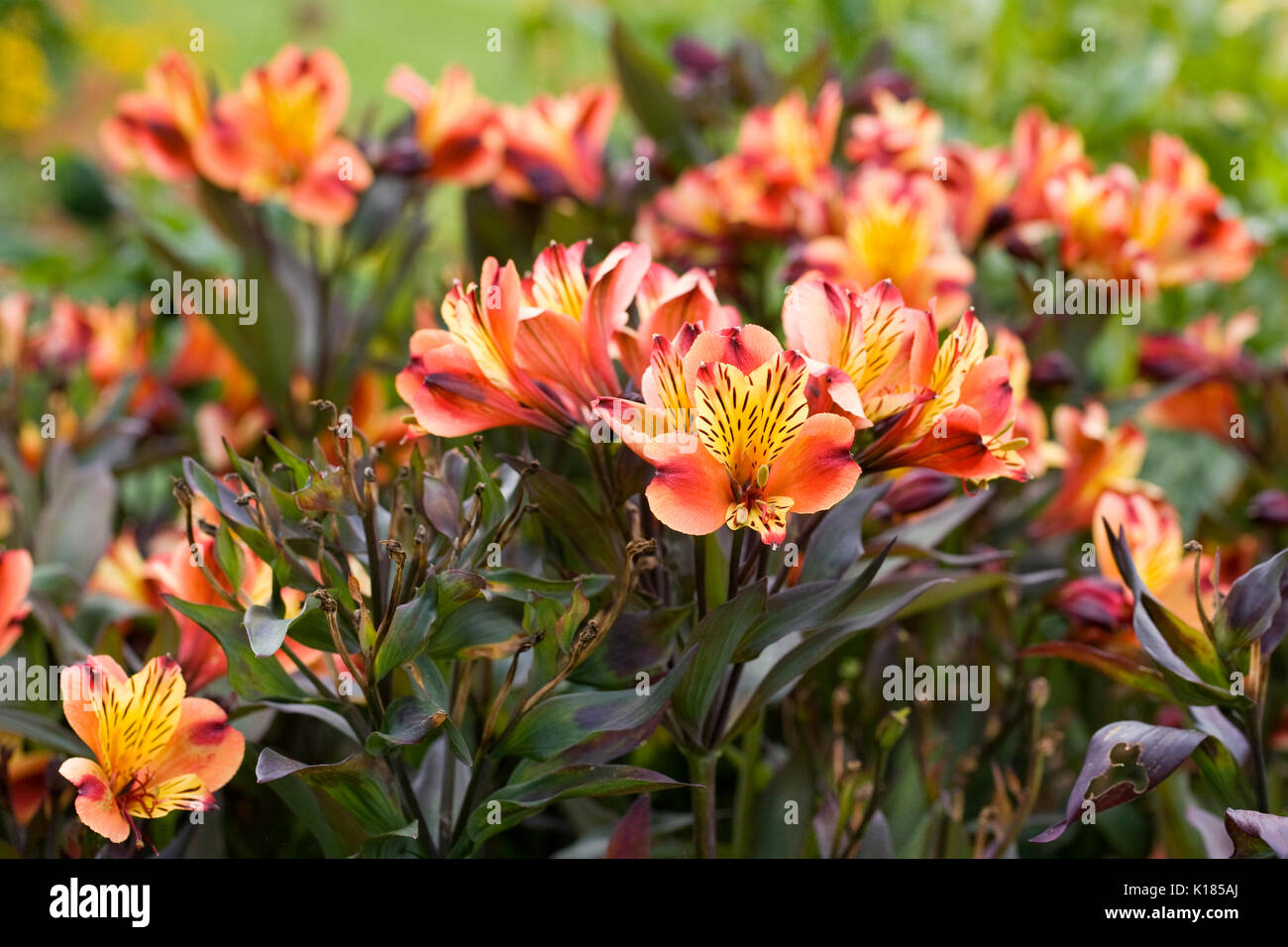 Alstroemeria Indian Summer 'Tesronto' flowers in the garden. Stock Photo