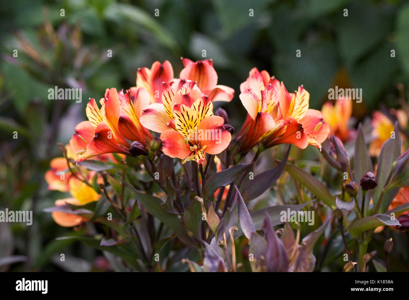 Alstroemeria Indian Summer 'Tesronto' flowers in the garden. Stock Photo