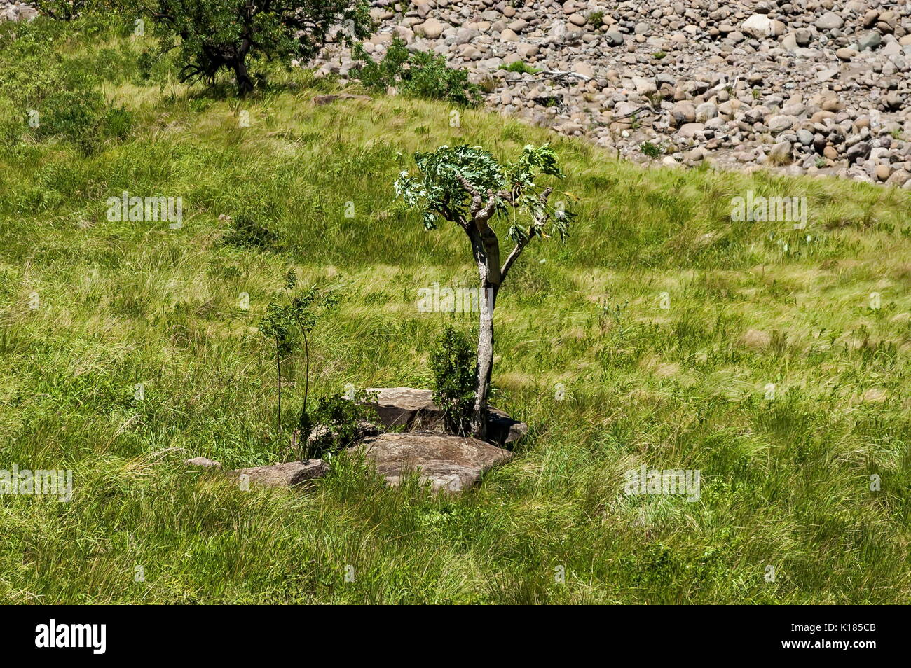 Alone tree big rock hi-res stock photography and images - Alamy