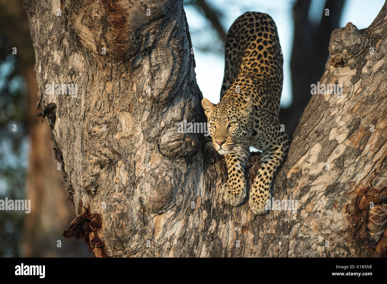 Leopard in a tree in Botswana Stock Photo - Alamy