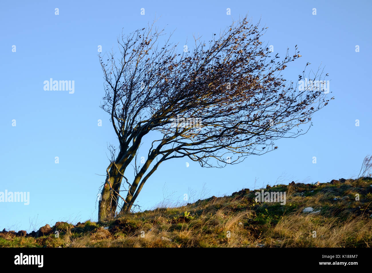 Tree bend by strong winds and moon Stock Photo - Alamy
