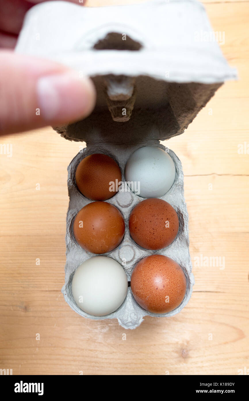 A persons hand lifting up a cardboard carton lid of eggs in a box with multicolored multicoloured eggs visible inside, six eggs, half dozen Stock Photo