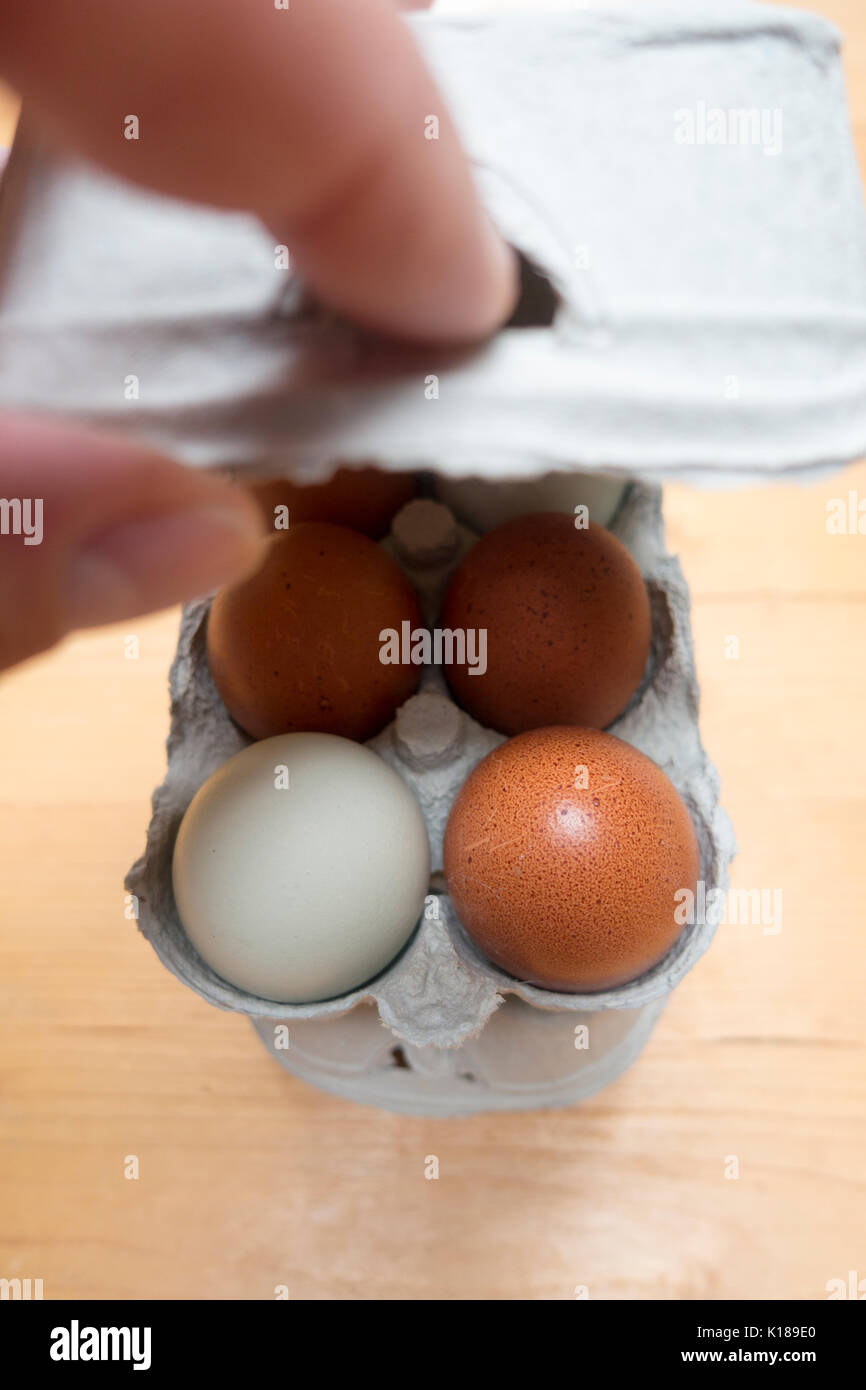 A persons hand lifting up a cardboard carton lid of eggs in a box with multicolored multicoloured eggs visible inside, six eggs, half dozen Stock Photo