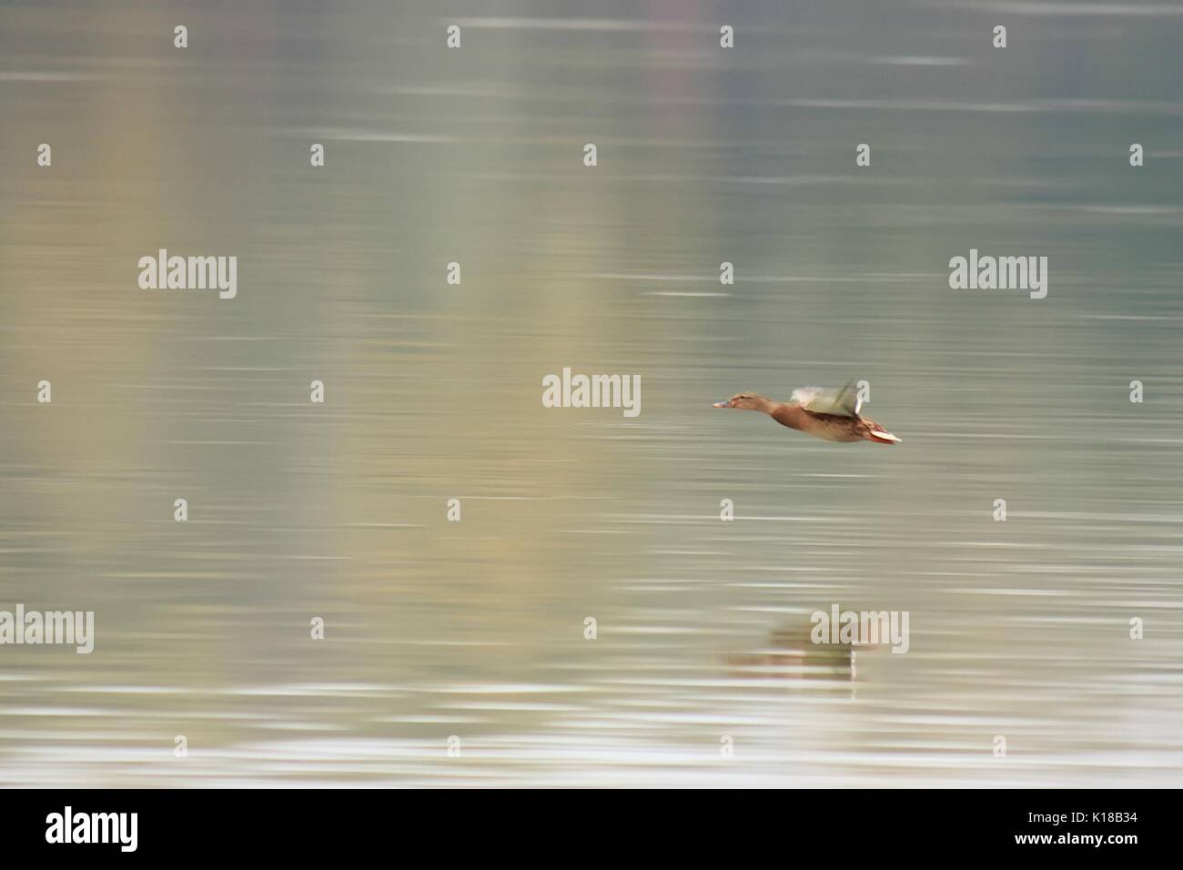 Ducks on river Danube Stock Photo