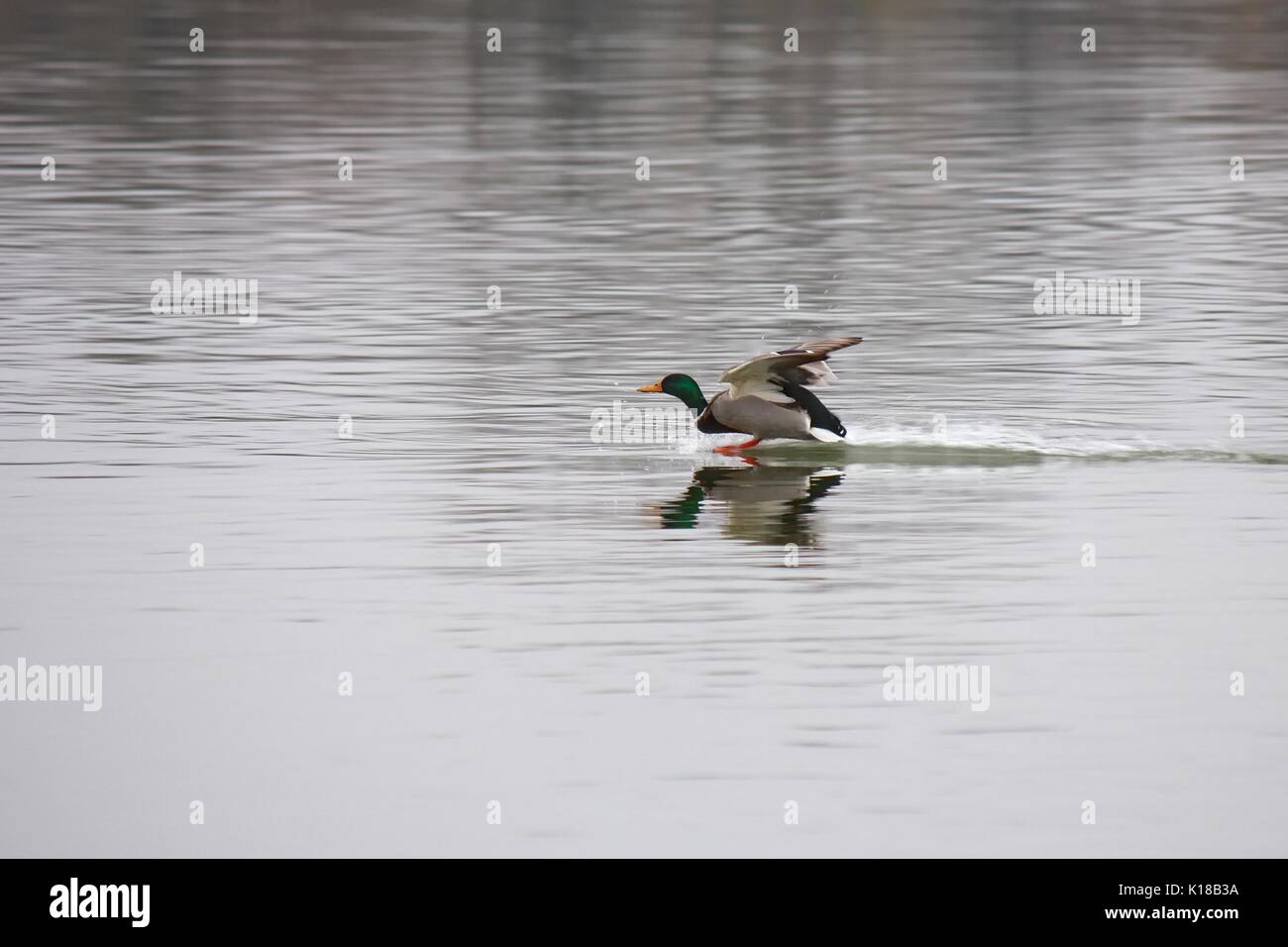 Ducks on river Danube Stock Photo
