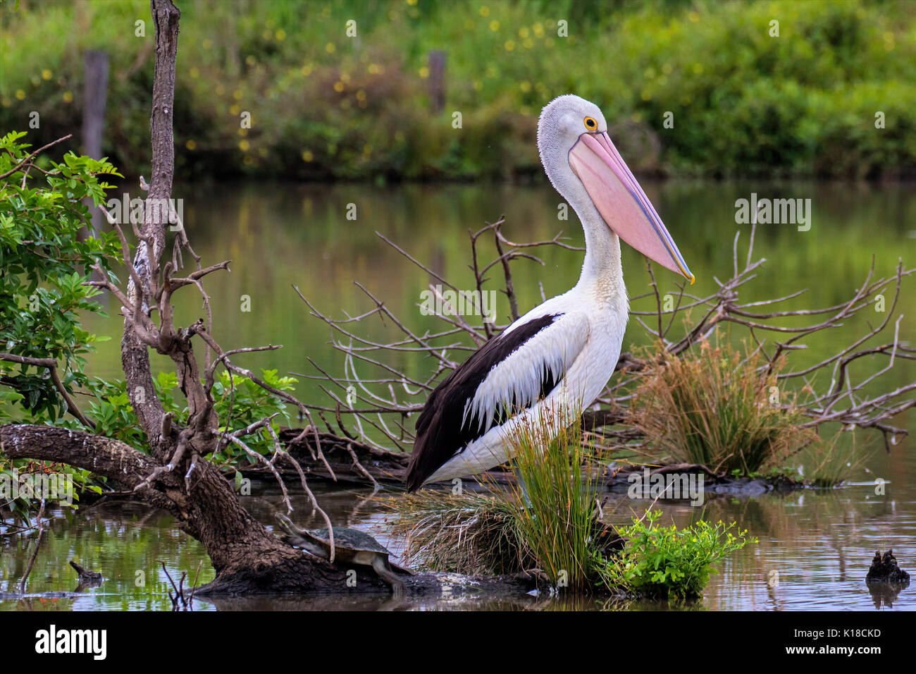 australian pelican Stock Photo