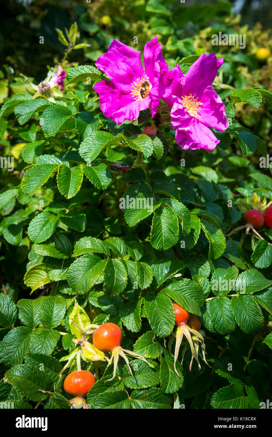 Rose with edible hips hires stock photography and images Alamy