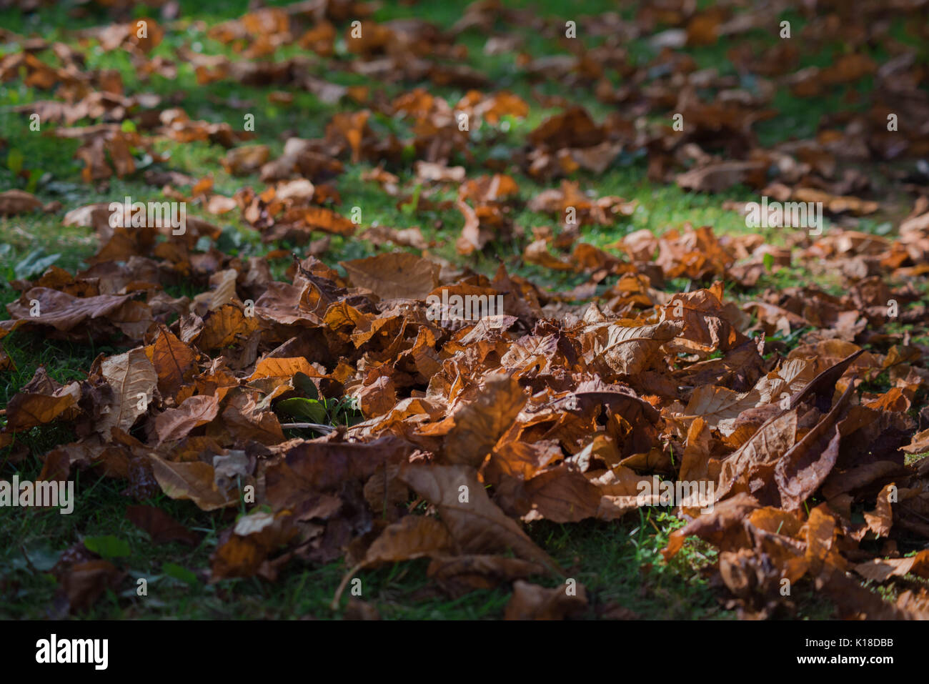 Autumn leans on Lawn Stock Photo