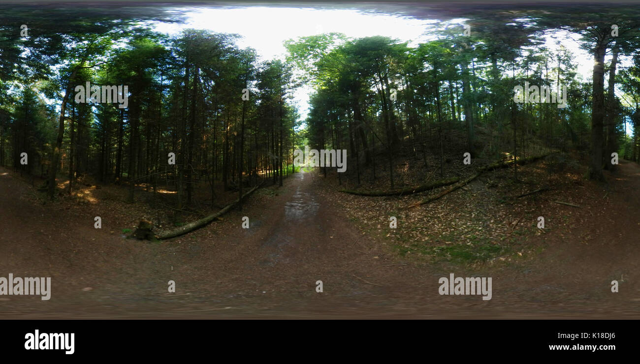 Beautiful pine forest at summer Stock Photo - Alamy